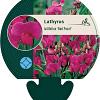 Lathyrus latifolius 'Red Pearl' Pot 9 cm