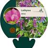 Lathyrus vernus Pot 9 cm