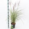 Miscanthus sin. 'Red Chief' Pot 3 Liter 