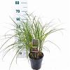 Miscanthus sin. 'Red Chief' Pot 3 Liter 