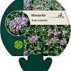 Monarda 'Elsie's Lavender' Pot 9 cm