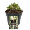 Pennisetum al. 'Little Bunny' Pot 2 Liter