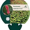 Persicaria a. 'JS Calor' Pot 9 cm