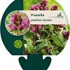 Prunella grand. 'Carminea' Pot 9 cm