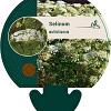 Selinum wallichianum Pot 9 cm