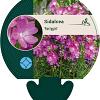 Sidalcea 'Partygirl' Pot 9 cm