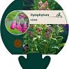 Symphytum rubrum Pot 9 cm