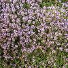Thymus citriodorus Pot 9 cm
