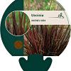 Uncinia rubra Pot 9 cm