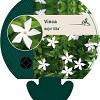 Vinca major 'Alba' Pot 9 cm