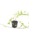 Vinca major 'Alba' Pot 9 cm