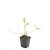 Vinca major 'Alba' Pot 9 cm
