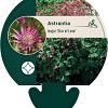 Astrantia maj. 'Star of Love' Pot 9 cm