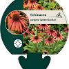 Echinacea purp. 'Summer Cocktail' Pot 9 cm