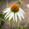 Echinacea p. 'Baby Swan White' Pot 9 cm