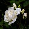 Rosa 'Schneewittchen' Pot 7,5 Liter stam 90 cm