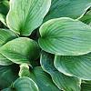 Hosta 'Undulata Albomarginata' Pot 9 cm