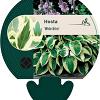 Hosta 'Wide Brim' Pot 9 cm
