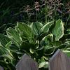 Hosta 'Wide Brim' Pot 9 cm