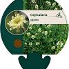Cephalaria gigantea Pot 9 cm