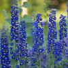 Delphinium (P) 'Blue Bird' Pot 9 cm