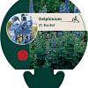 Delphinium (P) 'Blue Bird' Pot 9 cm