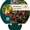Houttuynia cordata 'Chameleon' Pot 9 cm