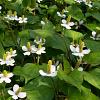 Houttuynia cordata 'Chameleon' Pot 9 cm