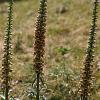 Digitalis ferruginea Pot 9 cm