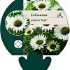 Echinacea p. 'Virgin' Pot 9 cm
