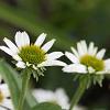 Echinacea p. 'Virgin' Pot 9 cm