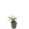 Liriope muscari 'Monroe White' Pot 9 cm