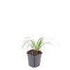 Liriope muscari 'Monroe White' Pot 9 cm
