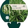Liriope muscari 'Monroe White' Pot 9 cm