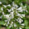 Penstemon 'White Bedder' Pot 9 cm