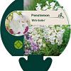 Penstemon 'White Bedder' Pot 9 cm
