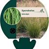 Sporobolus heterolepis Pot 9 cm