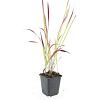 Imperata cylindrica 'Red Baron' Pot 9 cm