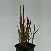 Imperata cylindrica 'Red Baron' Pot 9 cm