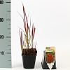 Imperata cylindrica 'Red Baron' Pot 9 cm
