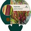 Imperata cylindrica 'Red Baron' Pot 9 cm