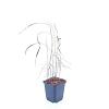 Imperata cylindrica 'Red Baron' Pot 9 cm