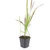 Imperata cylindrica 'Red Baron' Pot 9 cm