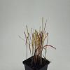 Imperata cylindrica 'Red Baron' Pot 9 cm