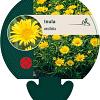 Inula ensifolia Pot 9 cm