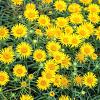 Inula ensifolia Pot 9 cm