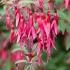 Fuchsia magellanica gracilis Pot 9 cm