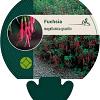 Fuchsia magellanica gracilis Pot 9 cm