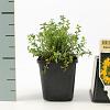 Hypericum olympicum Pot 9 cm