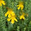 Hypericum olympicum Pot 9 cm